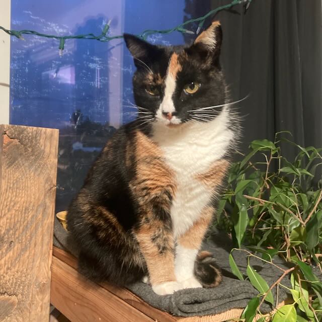A calico cat with green eyes sitting on a shelf looking at the camera.