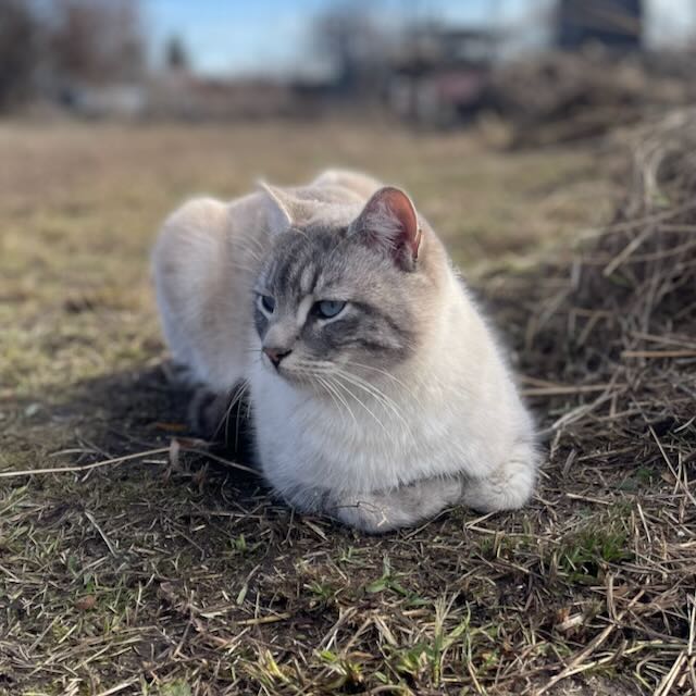 A white and gray tabby cat with blue eyes, laying on the grass with his front feet tucked in.