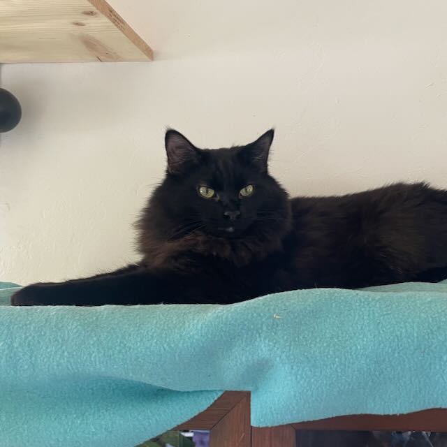 A longhaired black cat with green eyes on top of a cabinet.