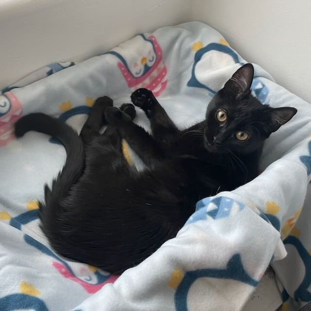 A slender black cat with gold eyes laying in a basket and looking at the camera